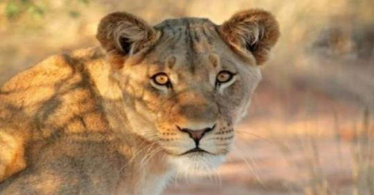 lion