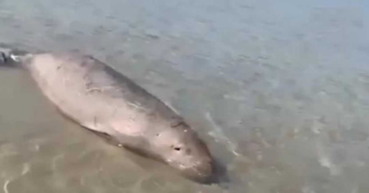 rare fish