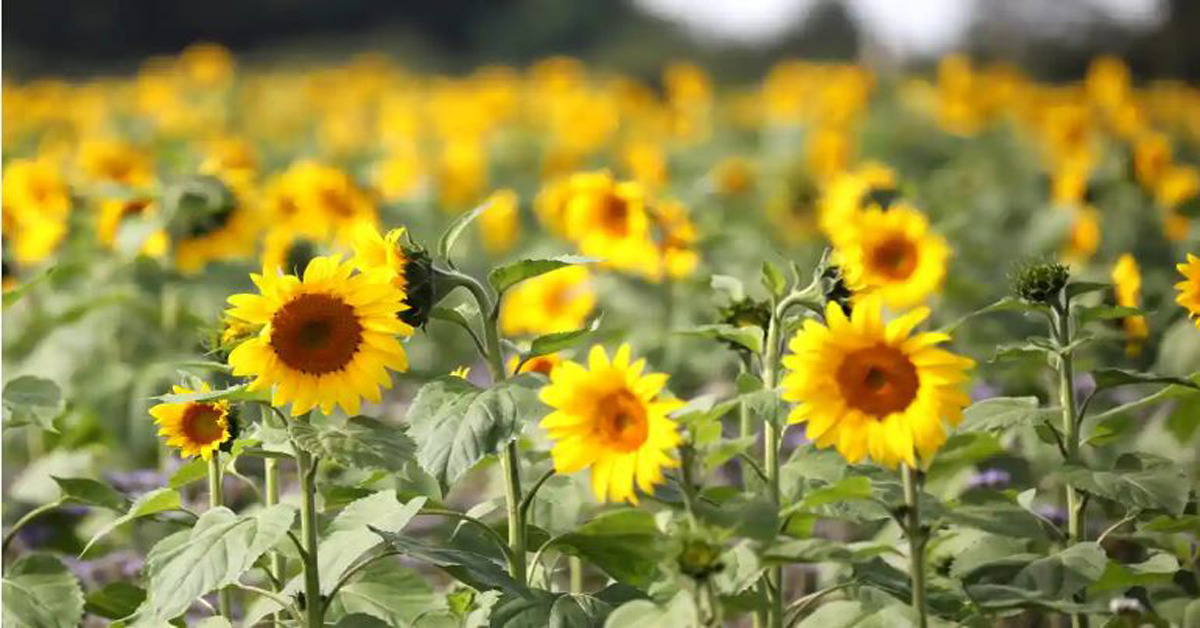 sunflower