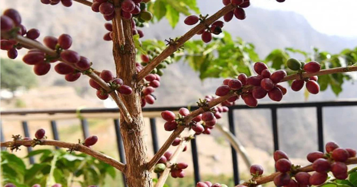 jazan coffee