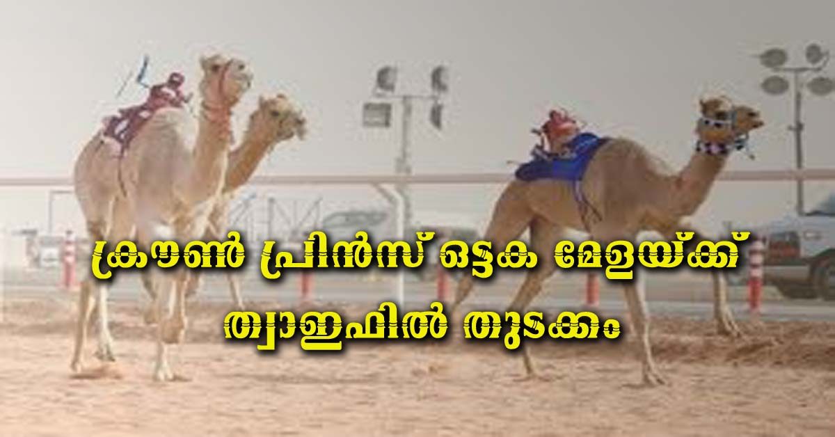 crown prince camel festival