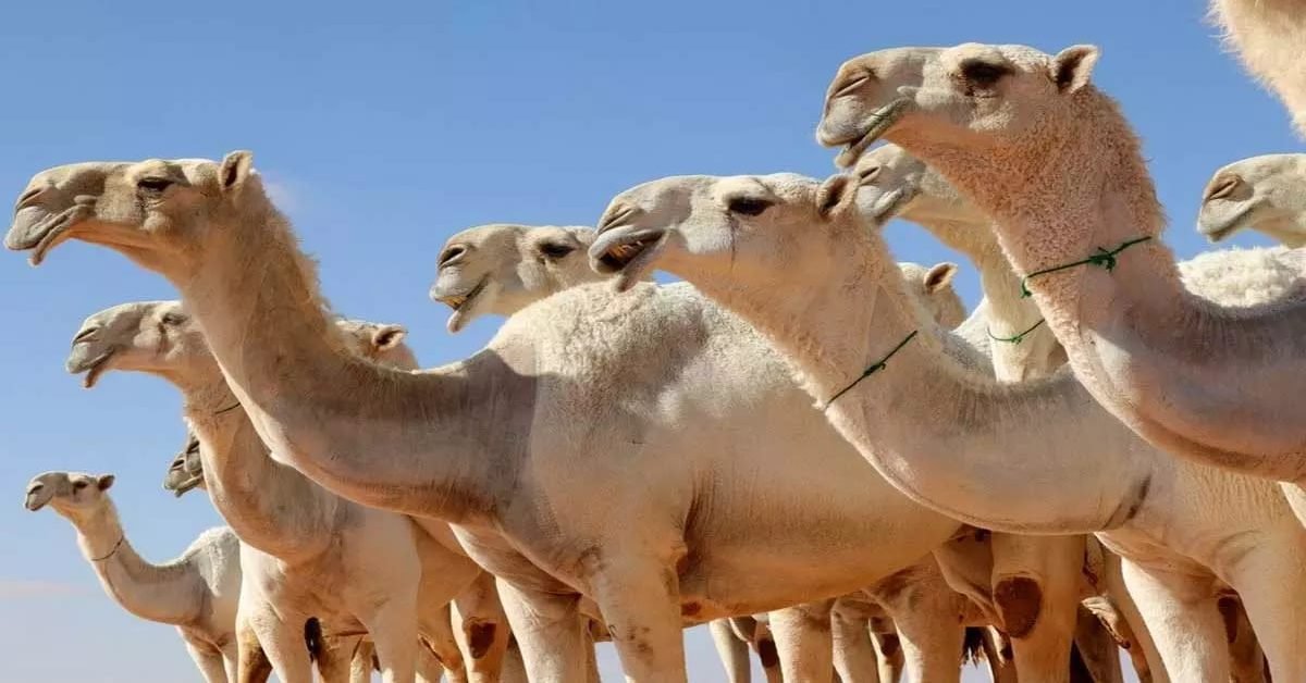 camel
