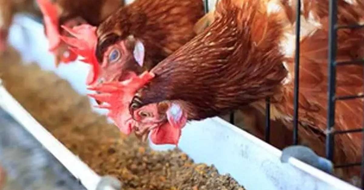 chicken farm