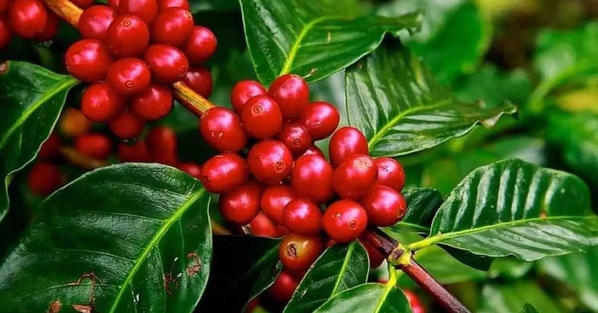 coffee plants