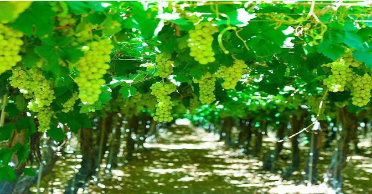 thabook grapes