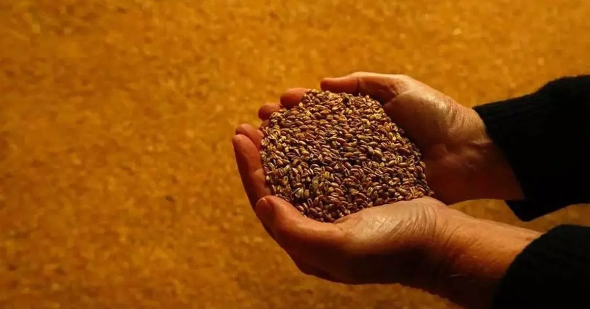 wheat